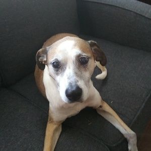 Meet your Posher, Joel